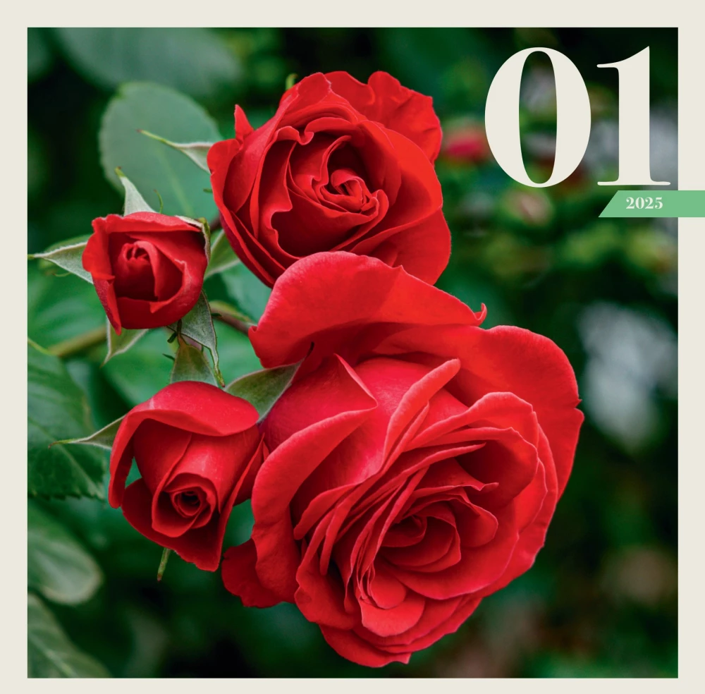 Rozes. Sienas kalendārs 2025. gadam